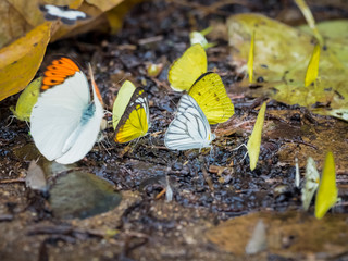 Insect, Butterfly closeup with selective focus on background.