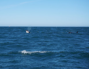 Two Whales - West Coast BC