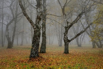 Fototapeta na wymiar Foggy autumn
