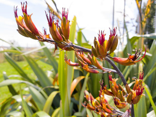 Harakeke New Zealand flax