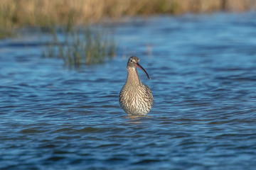großer brachvogel