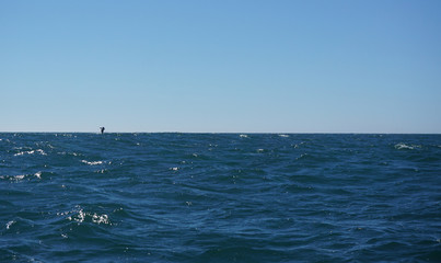 Obraz premium Whale Jumping - West Coast BC