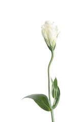single white rose isolated on white background