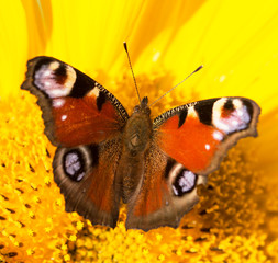 butterfly on a flower of a sunflower