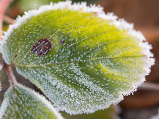 hoarfrost on strawberry leaves