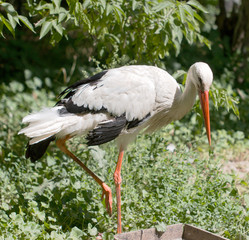 stork