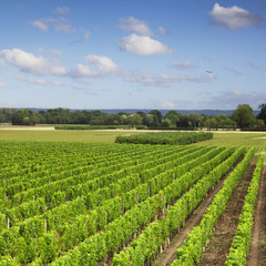Fototapeta na wymiar Vineyard Loire Valley France