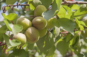 Apricot time