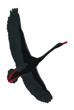 A flying black swan. Vector, isolated on white background