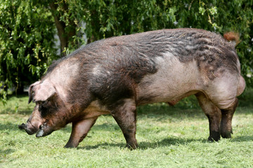 Mighty duroc breed pig eating on meadow