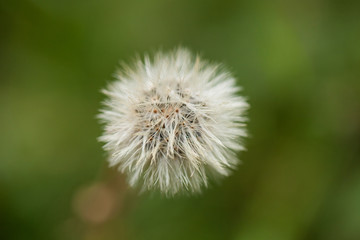 fiore dente di leone