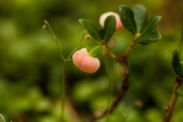 frutto arancione su ramo