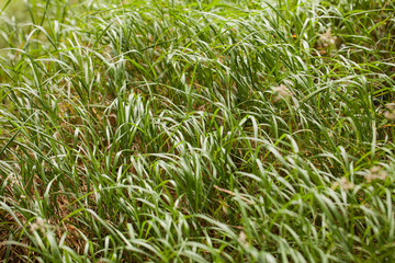 Obraz premium fili di erba lunghi e sottili