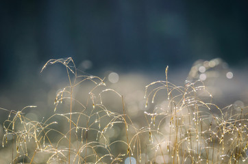DEW DROPS ON THE GRASS - Autumn morning on the forest glade