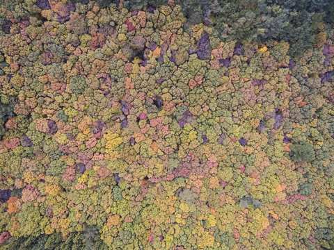 autume of Jeju island, South Korea