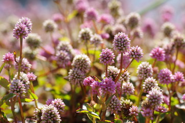 ヒメツルソバ(姫蔓蕎麦,ポリゴナム)