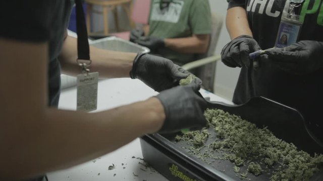 Medical marijuana trimmers manicuring buds for dispensary, medium shot.
