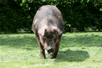Head shot closeup of a mighty male pig