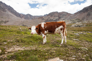 Fototapeta na wymiar mucca a macchie al pascolo in montagna