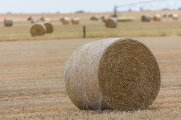 A field of hay bales © Darryl
