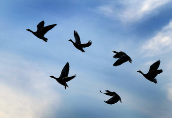 Naklejka premium Greylag Geese flying in large group in UK.