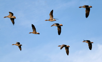 Greylag Geese flying in large group in UK.