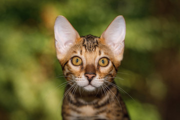 Naklejka na ściany i meble Portrait of Gold Bengal Kitten, front view, nature green background