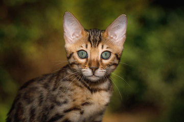 Portrait of Gold Bengal Kitten with green eyes, front view, nature background