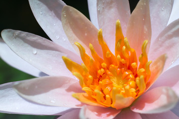 Fototapeta premium Close-up lotus flower,Beautiful lotus flower