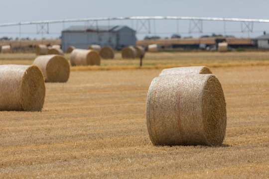 A field of hay bales