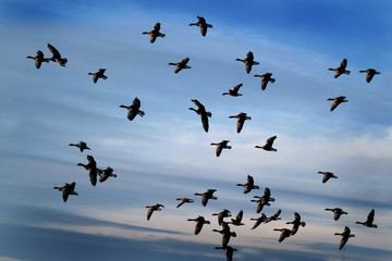 Greylag Geese flying in large group in UK.