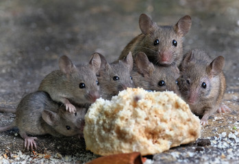 Mice feecing in an urban house garden.
