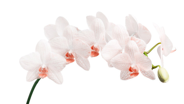isolated white orchid flowers with red dots