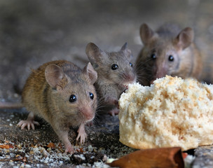 Mice feecing in an urban house garden.
