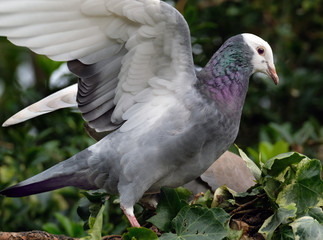 Feral pigeon feeding in urban house garden with wings open.