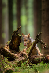 Licking up wolf standing on big stump