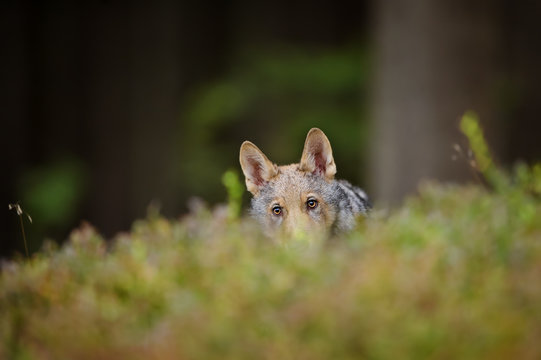 Hidden wolf in high grass inside forest