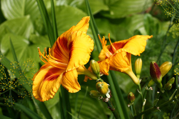 Bright flowers of a hemerocallis./Two large flowers of a day lily with orange petals and a claret throat against leaves hosts.