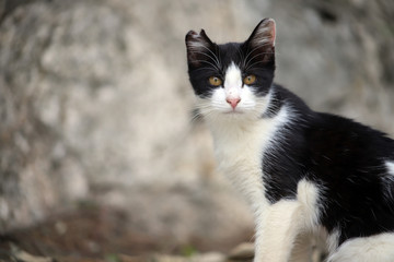 黒白の猫