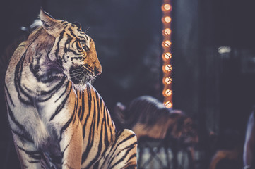 Obraz premium tygrys na arenie cyrkowej