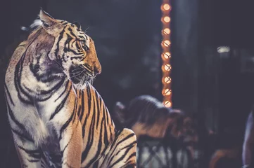 Papier Peint photo autocollant Tigre tigre à l& 39 arène du cirque