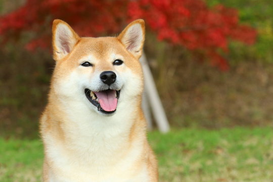 柴犬 の写真 ロイヤリティフリーの画像 グラフィック ベクターおよびビデオ Adobe Stock 柴犬 の写真 ロイヤリティフリーの画像 グラフィック ベクターおよびビデオ Adobe Stock