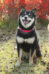 Obraz premium 柴犬
