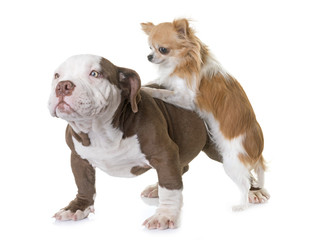 Obraz premium puppy american bully and chihuahua