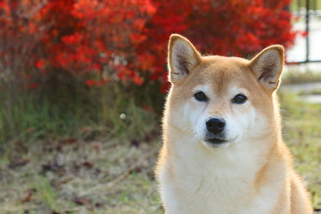 柴犬