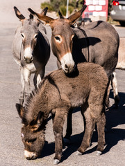 Wilde Esel in Oatman