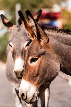 Wilde Esel in Oatman