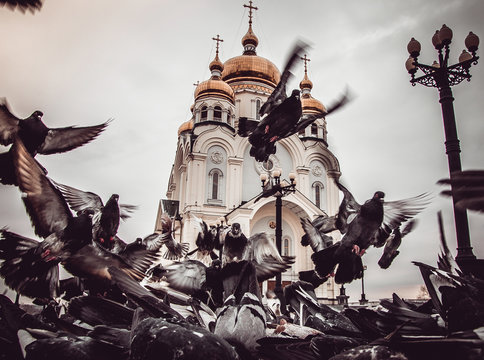flock of pigeons in front of the temple