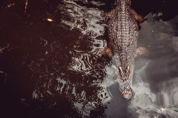 Fototapeta na wymiar crocodiles in the zoo