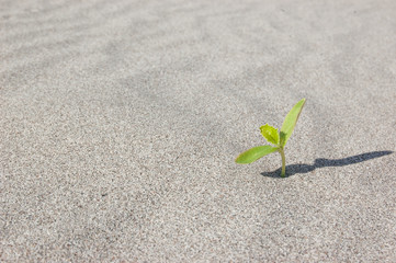 Green Leaves Growing on sand. Sprouting in desert climate.